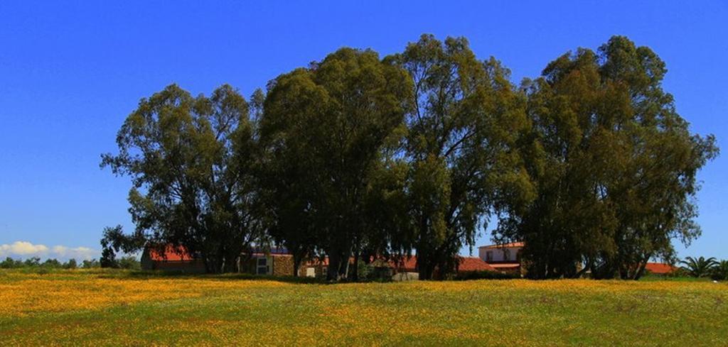 Couto Dos Pardinhos Farm stay Monforte da Beira